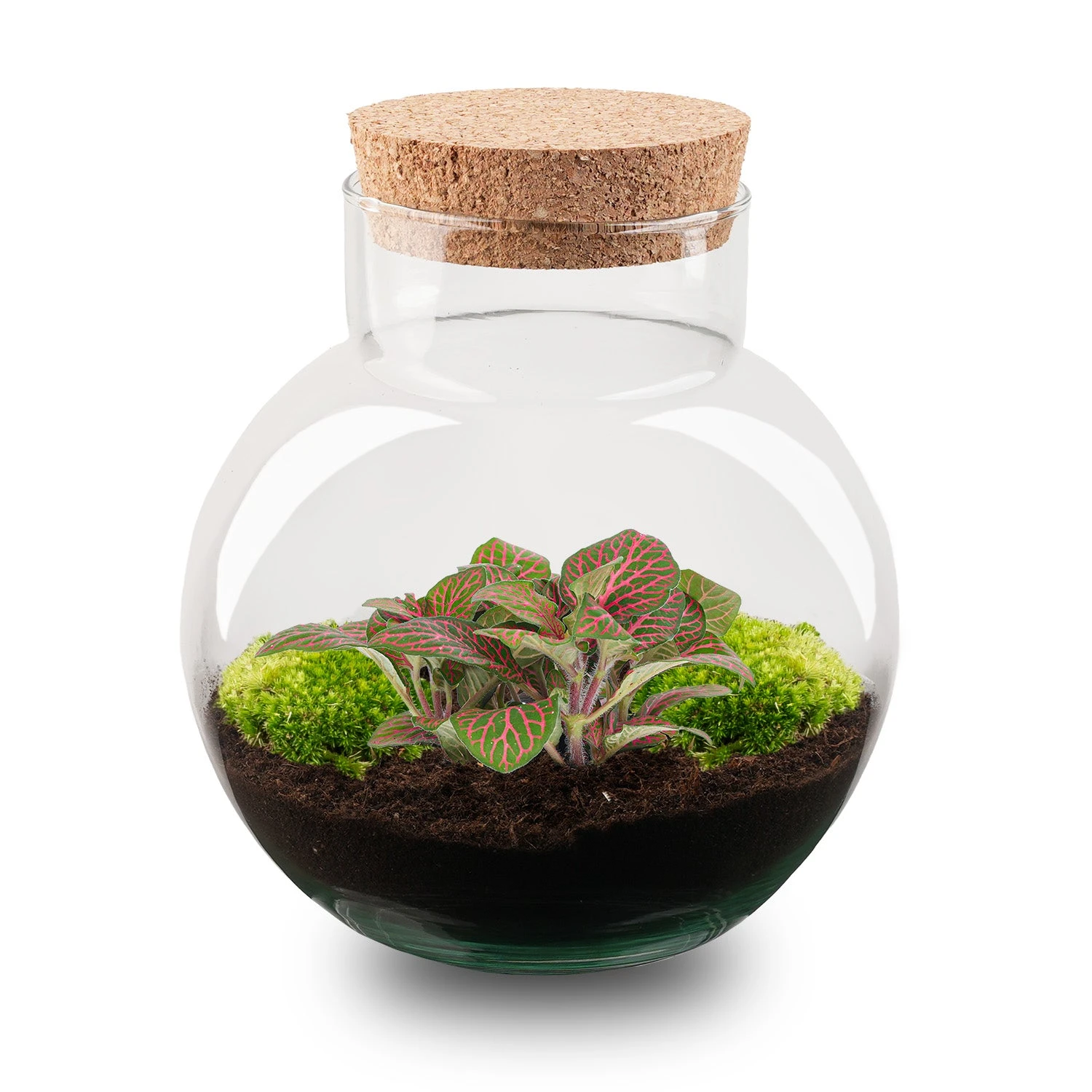 Noah - Terrarium - Bottle Garden DIY Kit - Ø 18.5 Cm ↑ 19 Cm 2 Noah - Terrarium - Bottle Garden DIY Kit - Ø 18.5 Cm ↑ 19 Cm - Image 2