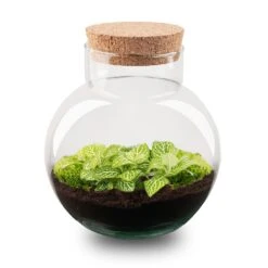 Noah - Terrarium - Bottle Garden DIY Kit - Ø 18.5 Cm ↑ 19 Cm 12 Noah - Terrarium - Bottle Garden DIY Kit - Ø 18.5 Cm ↑ 19 Cm -Plant Haven Home terrarium Noah fittonia Lemon