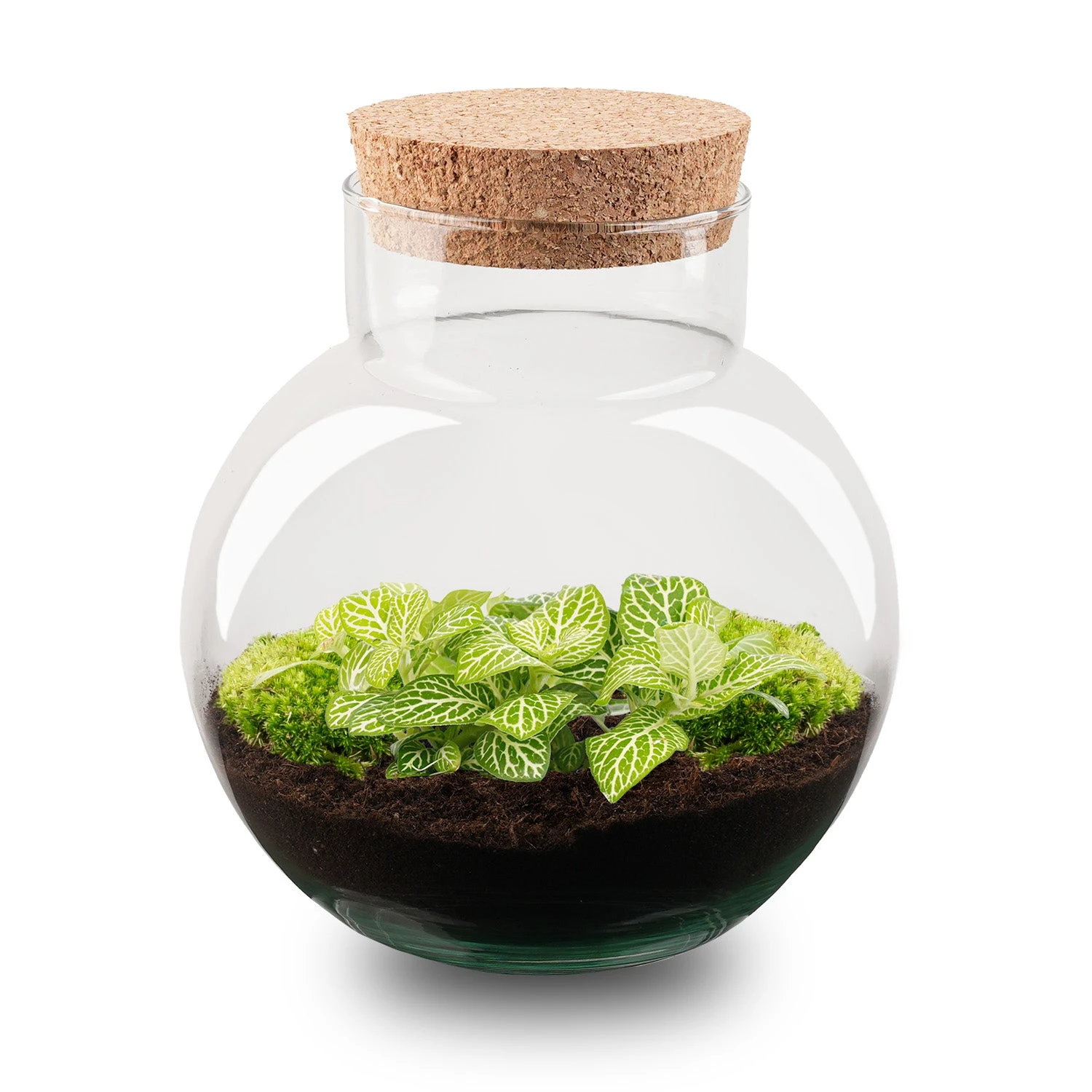 Noah - Terrarium - Bottle Garden DIY Kit - Ø 18.5 Cm ↑ 19 Cm 3 Noah - Terrarium - Bottle Garden DIY Kit - Ø 18.5 Cm ↑ 19 Cm - Image 3