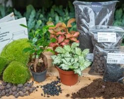 Bonsai Ficus Ginseng - Plant Terrarium Refill & Starter Kit - 3 Terrarium Plants - DIY 8 Bonsai Ficus Ginseng - Plant Terrarium Refill & Starter Kit - 3 Terrarium Plants - DIY -Plant Haven Home terrarium bottle garden green bonsai kit start set flaschengarten