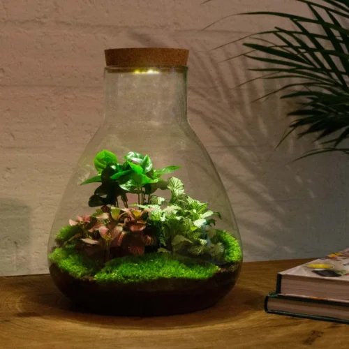 24x Terrarium - Sam Coffea With Light - Sustainable Business Gift - ↑ 30 Cm - DIY 9 24x Terrarium - Sam Coffea With Light - Sustainable Business Gift - ↑ 30 Cm - DIY -Plant Haven Home terrarium diy with light sam urbanjngl 3310c66d ff7a 4679 92c9 3144468152f8