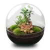 Dome XL Bonsai - Two-part Round Glass Terrarium - Bottle Garden DIY Kit - Ø 28 Cm ↑ 28 Cm