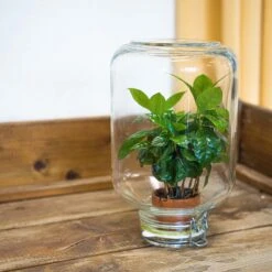 Easyplant - Fido Terrarium Jar - Bottle Garden DIY Kit - Ø 18 Cm ↑ 28 Cm 18 Easyplant - Fido Terrarium Jar - Bottle Garden DIY Kit - Ø 18 Cm ↑ 28 Cm -Plant Haven Home terrarium easyplant coffea
