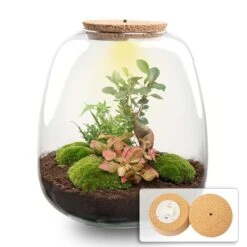 Emma - Terrarium With Light - Bottle Garden DIY Kit - Ø 23 Cm ↑ 25 Cm -Plant Haven Home terrarium emma bonsai red led light