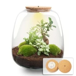 Emma - Terrarium With Light - Bottle Garden DIY Kit - Ø 23 Cm ↑ 25 Cm -Plant Haven Home terrarium emma bonsai white light