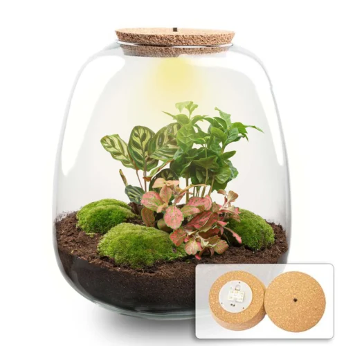 Plant Haven Home -Plant Haven Home terrarium emma coffea red light