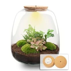 Emma - Terrarium With Light - Bottle Garden DIY Kit - Ø 23 Cm ↑ 25 Cm -Plant Haven Home terrarium emma hedera pink LIGHT