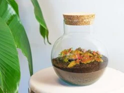 Noah - Terrarium - Bottle Garden DIY Kit - Ø 18.5 Cm ↑ 19 Cm 14 Noah - Terrarium - Bottle Garden DIY Kit - Ø 18.5 Cm ↑ 19 Cm -Plant Haven Home terrarium flachengarten noah ruby lime