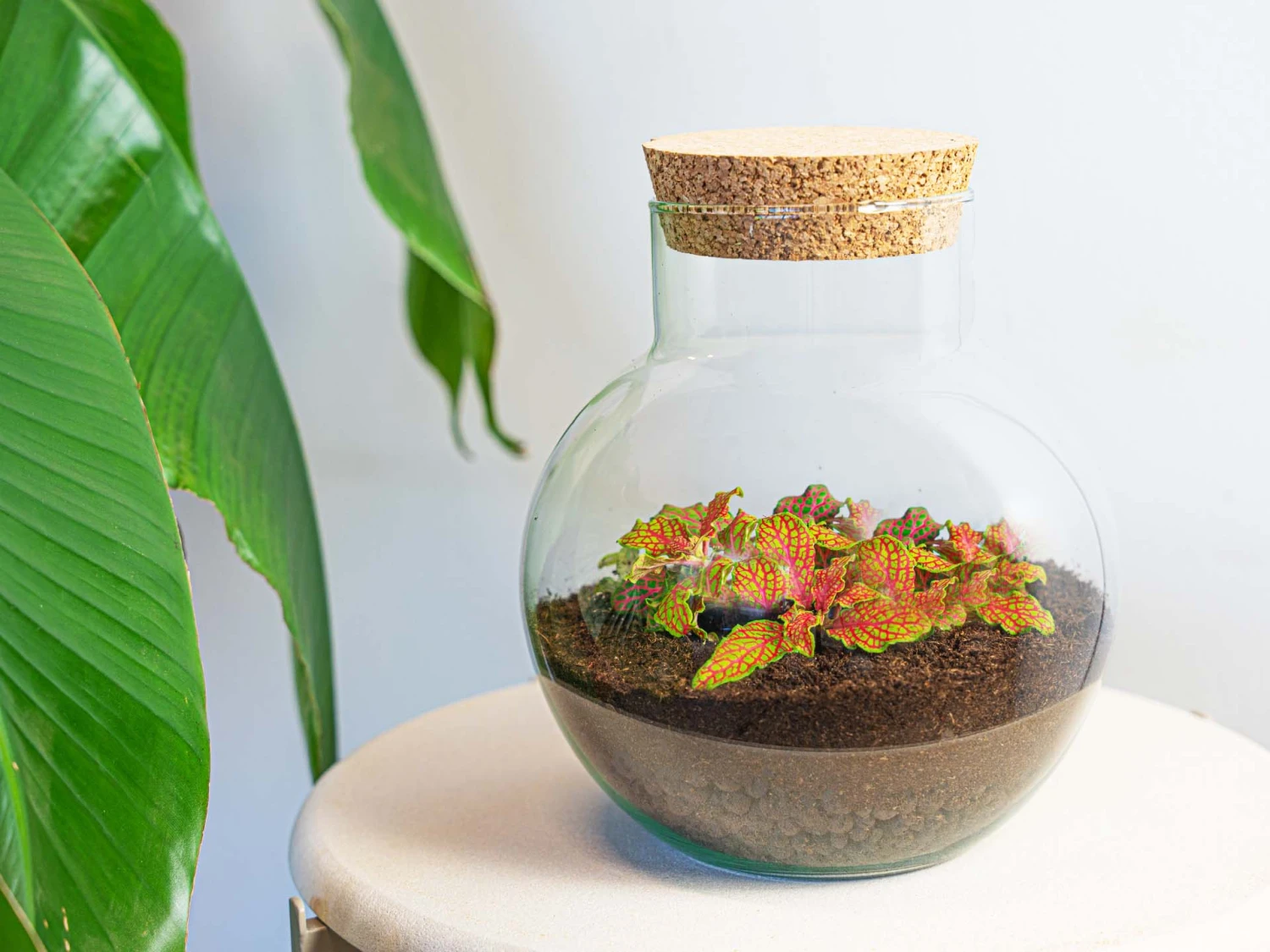 Noah - Terrarium - Bottle Garden DIY Kit - Ø 18.5 Cm ↑ 19 Cm 5 Noah - Terrarium - Bottle Garden DIY Kit - Ø 18.5 Cm ↑ 19 Cm - Image 5