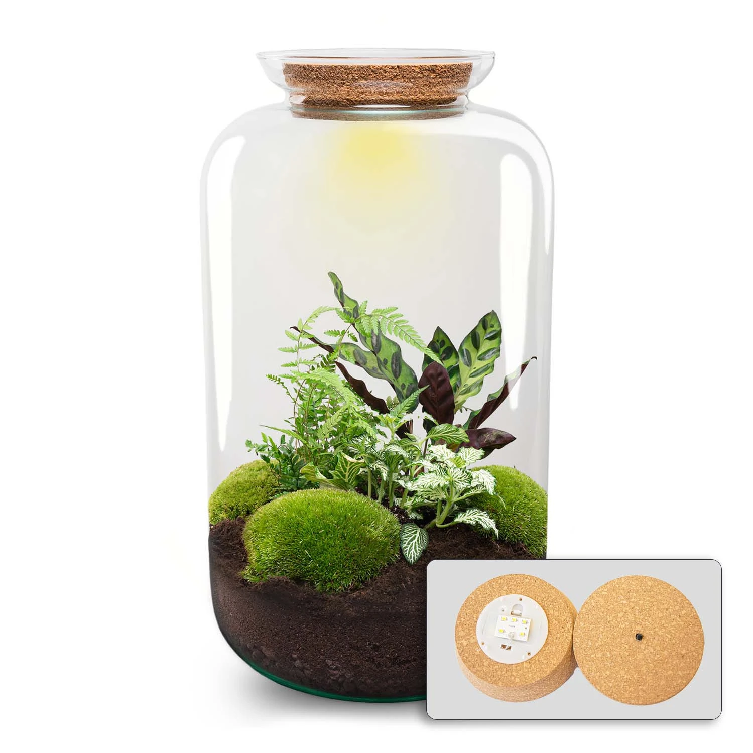 Sven XL Botanical - Terrarium With Light - Bottle Garden DIY Kit - Ø 23 Cm ↑ 43 Cm 1 Sven XL Botanical - Terrarium With Light - Bottle Garden DIY Kit - Ø 23 Cm ↑ 43 Cm