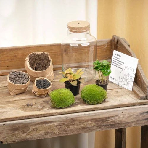 Little Milky - Terrarium With Light - Bottle Garden DIY Kit - Ø 17 Cm ↑ 25 Cm -Plant Haven Home terrarium kit flaschengarten trendhero DSC03665