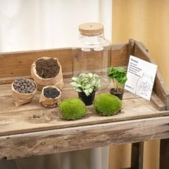Little Milky - Terrarium With Light - Bottle Garden DIY Kit - Ø 17 Cm ↑ 25 Cm -Plant Haven Home terrarium kit flaschengarten trendhero DSC03666