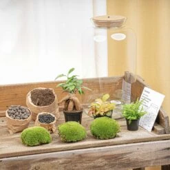 Sven XL Bonsai - Terrarium With Light - Bottle Garden DIY Kit - Ø 23 Cm ↑ 43 Cm -Plant Haven Home terrarium kit flaschengarten trendhero DSC03719