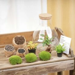 Sam XL Bonsai - Terrarium With Light - Bottle Garden DIY Kit - Ø 30 cm ↑ 32 cm -Plant Haven Home terrarium kit flaschengarten trendhero sam xl bonsai