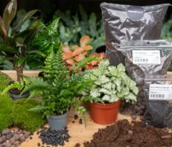 Jungle 5 - Plant Terrarium Refill & Starter Kit - 5 Terrarium Plants - DIY 6 Jungle 5 - Plant Terrarium Refill & Starter Kit - 5 Terrarium Plants - DIY -Plant Haven Home terrarium kit jungle 5 planten