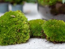 Palm - Plant Terrarium Refill & Starter Kit - 3 Terrarium Plants - DIY -Plant Haven Home terrarium moss green refill kits moos kaufen bottle garden