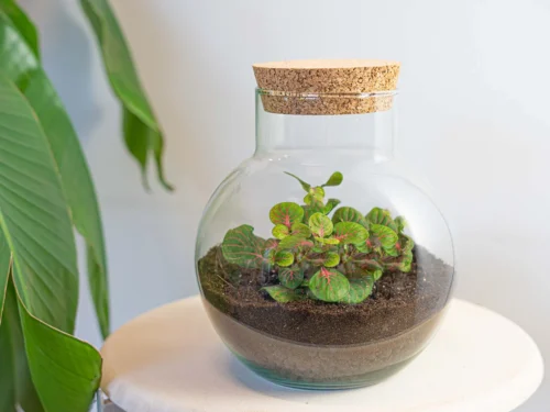Noah - Terrarium - Bottle Garden DIY Kit - Ø 18.5 Cm ↑ 19 Cm -Plant Haven Home terrarium noah bubble red 99f44aae 122b 4f01 92a5 b179d4e4424b