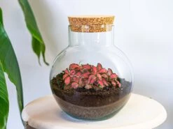 Noah - Terrarium - Bottle Garden DIY Kit - Ø 18.5 Cm ↑ 19 Cm 16 Noah - Terrarium - Bottle Garden DIY Kit - Ø 18.5 Cm ↑ 19 Cm -Plant Haven Home terrarium noah fittonia red 6d2175d8 4aed 48af 9f1e 6a5dde8bb613