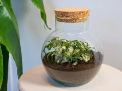 Noah - Terrarium - Bottle Garden DIY Kit - Ø 18.5 Cm ↑ 19 Cm 17 Noah - Terrarium - Bottle Garden DIY Kit - Ø 18.5 Cm ↑ 19 Cm -Plant Haven Home terrarium noah white tiger