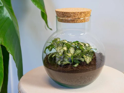 Noah - Terrarium - Bottle Garden DIY Kit - Ø 18.5 Cm ↑ 19 Cm -Plant Haven Home terrarium noah white tiger