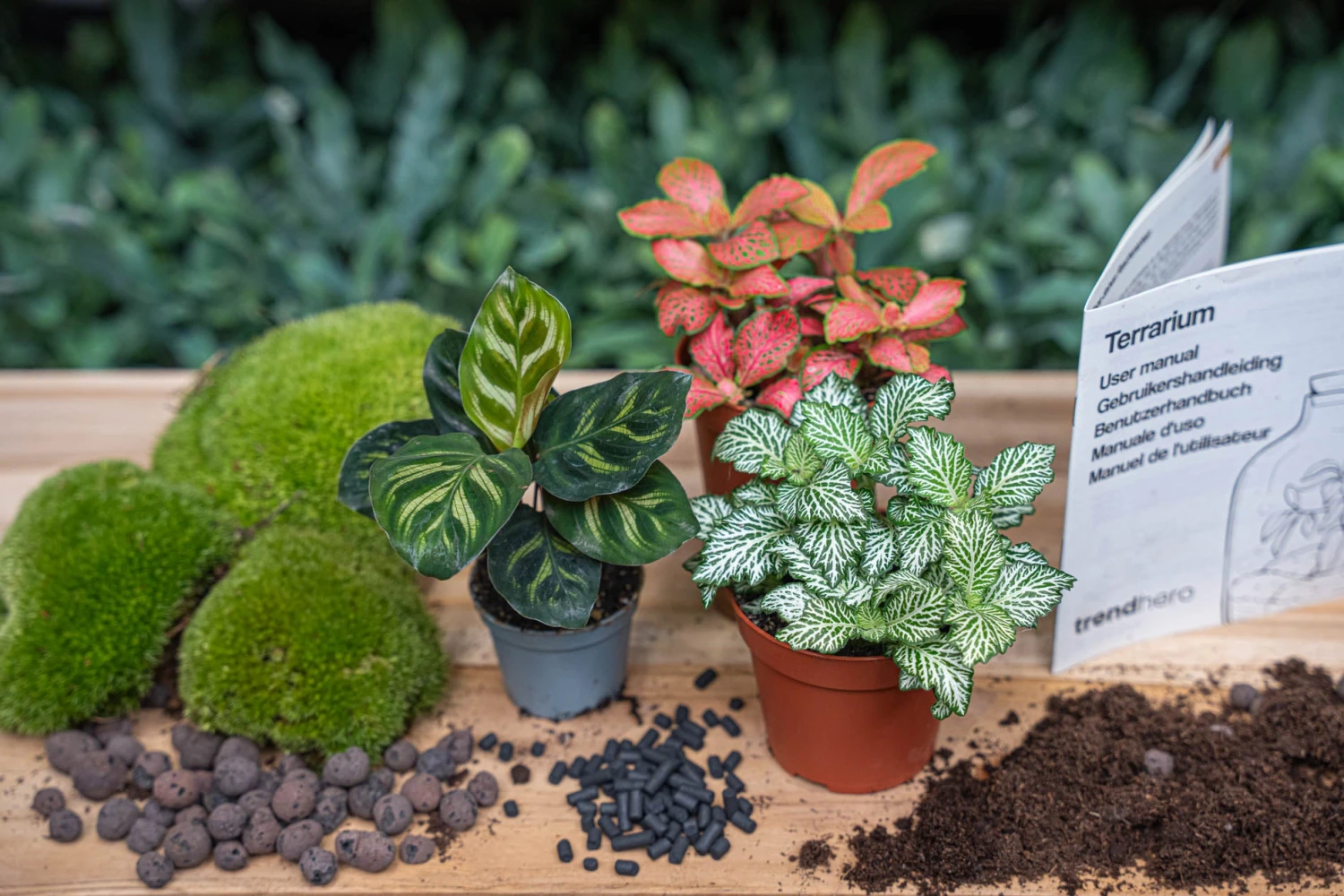 Calathea Makoyana - Plant Terrarium Refill & Starter Kit - 3 Terrarium Plants - DIY 1 Calathea Makoyana - Plant Terrarium Refill & Starter Kit - 3 Terrarium Plants - DIY