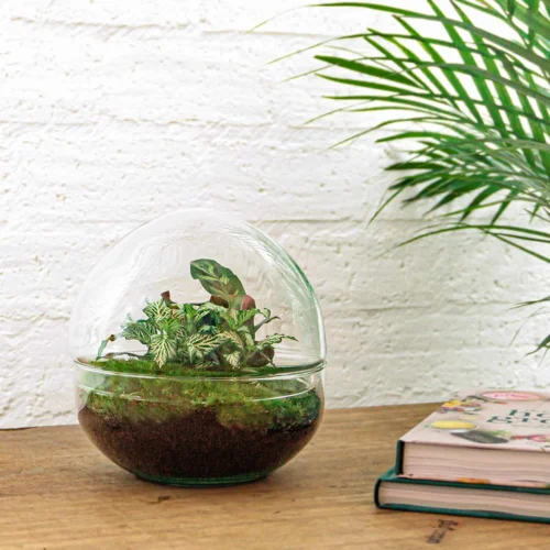 Dome - Two-part Round Glass Terrarium - Bottle Garden DIY Kit - Ø 20 Cm ↑ 20 Cm -Plant Haven Home terrarium pflanzen im glass