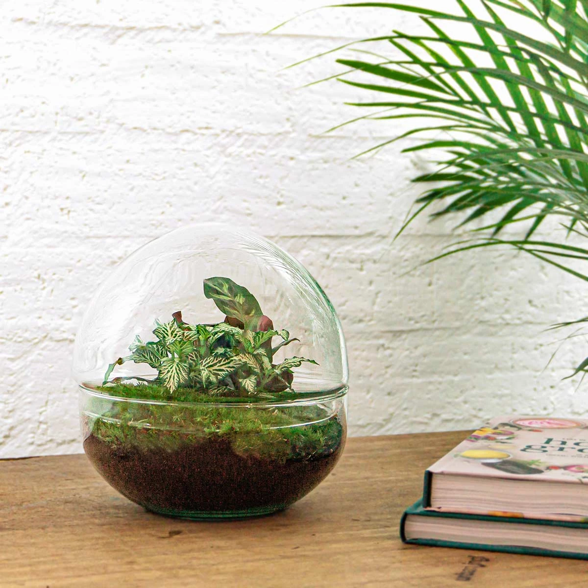 Dome - Two-part Round Glass Terrarium - Bottle Garden DIY Kit - Ø 20 Cm ↑ 20 Cm 5 Dome - Two-part Round Glass Terrarium - Bottle Garden DIY Kit - Ø 20 Cm ↑ 20 Cm - Image 5