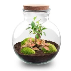 Teddy Bonsai - Terrarium With Light - Bottle Garden DIY Kit - Ø 25 Cm ↑ 26,5 Cm