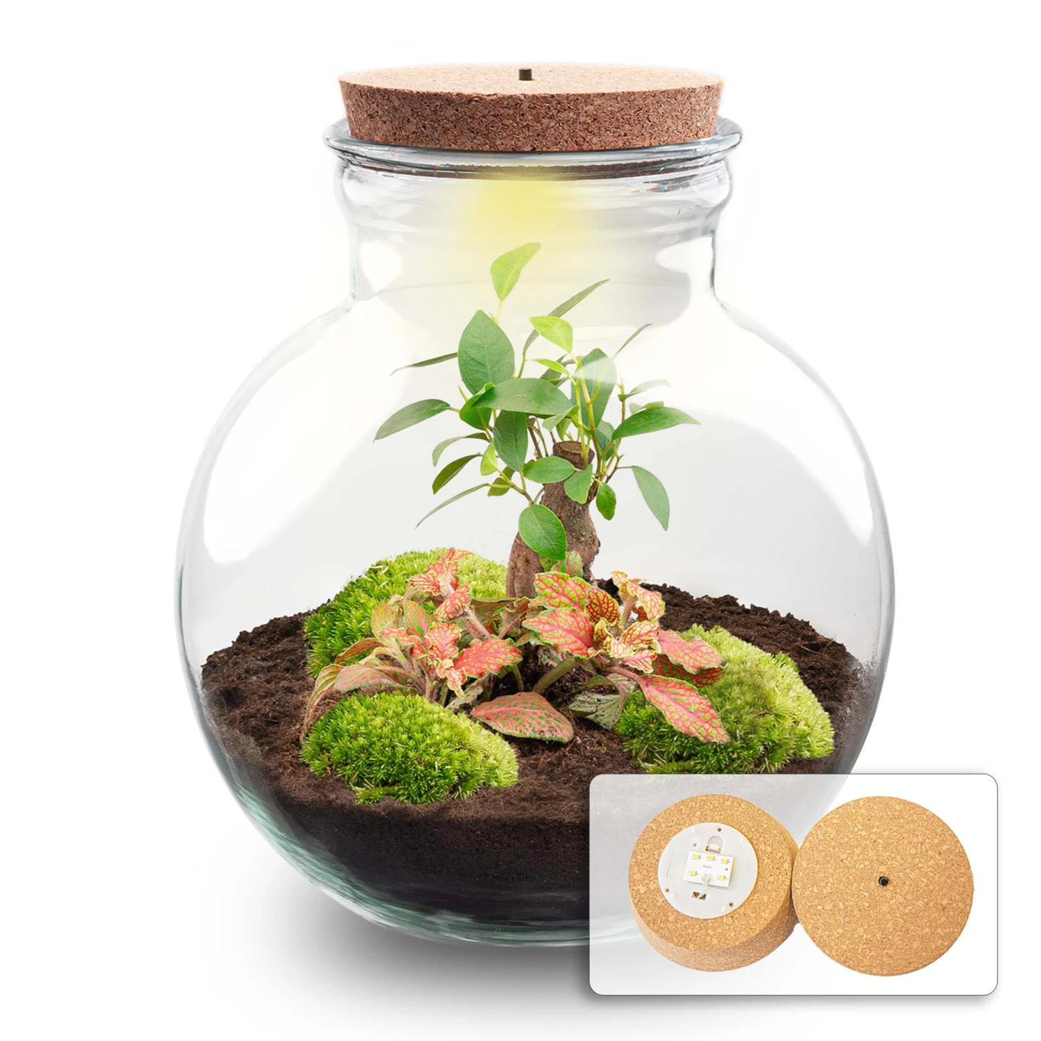 Teddy Bonsai - Terrarium With Light - Bottle Garden DIY Kit - Ø 25 Cm ↑ 26,5 Cm 2 Teddy Bonsai - Terrarium With Light - Bottle Garden DIY Kit - Ø 25 Cm ↑ 26,5 Cm - Image 2