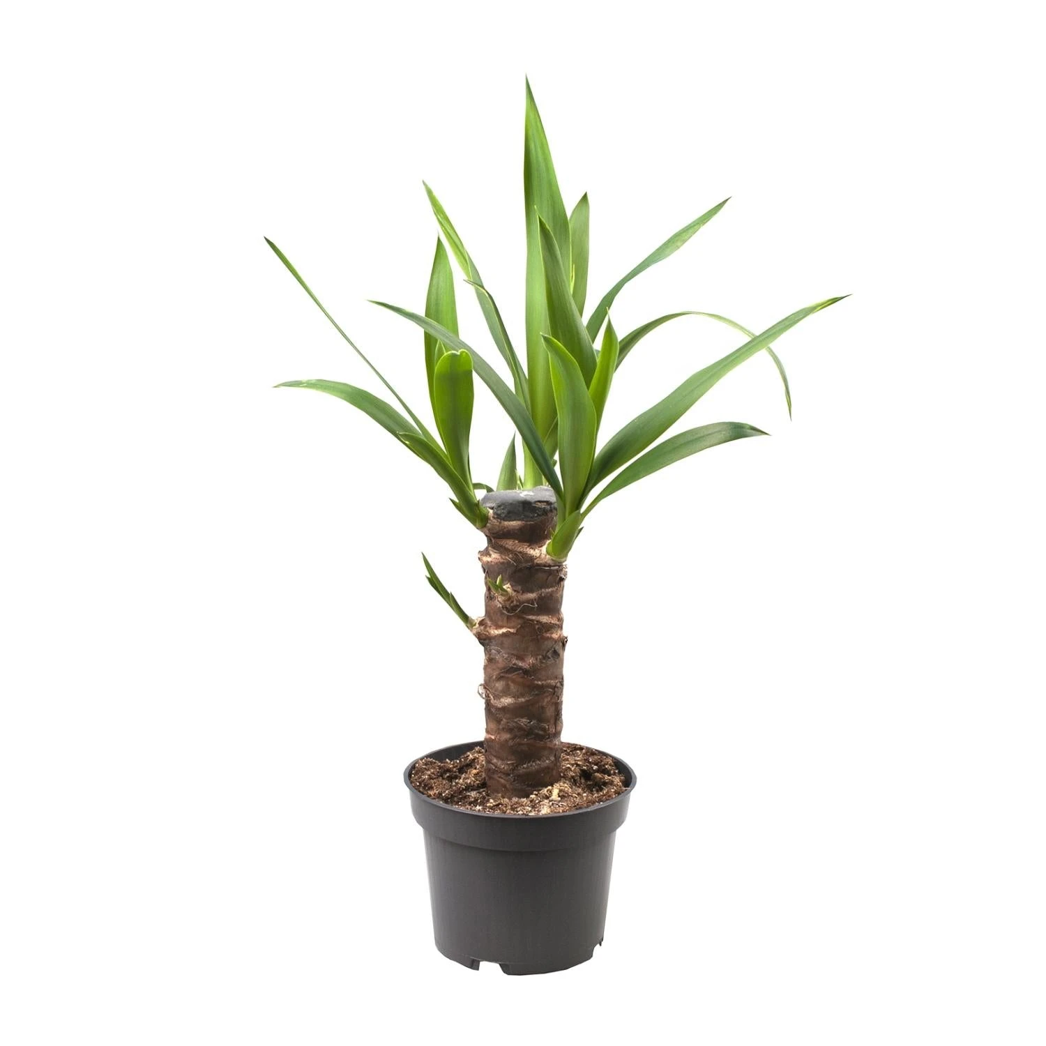 Yucca Elephantipes (Palm Lily) ↑ 40 Cm