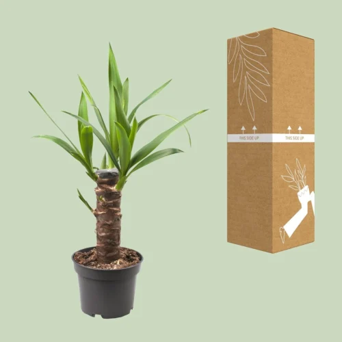 Yucca Elephantipes (Palm Lily) ↑ 40 Cm -Plant Haven Home thumbnail 6000 267a1a2a 5868 4168 aef1 68cffb2d1233