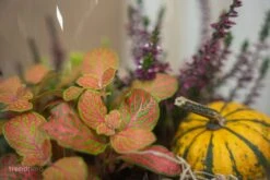 Emma Autumn - Glass Bottle With Autumn Plants And Mini Pumpkins - Autumn Bottle Garden DIY Kit - Ø 23 Cm ↑ 25 Cm -Plant Haven Home trendhero autumn herst terrarium 06637