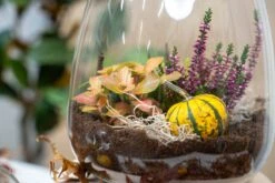 Emma Autumn - Glass Bottle With Autumn Plants And Mini Pumpkins - Autumn Bottle Garden DIY Kit - Ø 23 Cm ↑ 25 Cm -Plant Haven Home trendhero terrarium autumn herst 06618