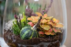 Little Joe Autumn - Glass Bottle With Autumn Plants And Mini Pumpkins - Autumn Bottle Garden DIY Kit - Ø 20 Cm ↑ 22 Cm -Plant Haven Home trendhero terrarium autumn herst 06619