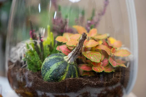 Little Joe Autumn - Glass Bottle With Autumn Plants And Mini Pumpkins - Autumn Bottle Garden DIY Kit - Ø 20 Cm ↑ 22 Cm 5 Little Joe Autumn - Glass Bottle With Autumn Plants And Mini Pumpkins - Autumn Bottle Garden DIY Kit - Ø 20 Cm ↑ 22 Cm -Plant Haven Home trendhero terrarium autumn herst 06619