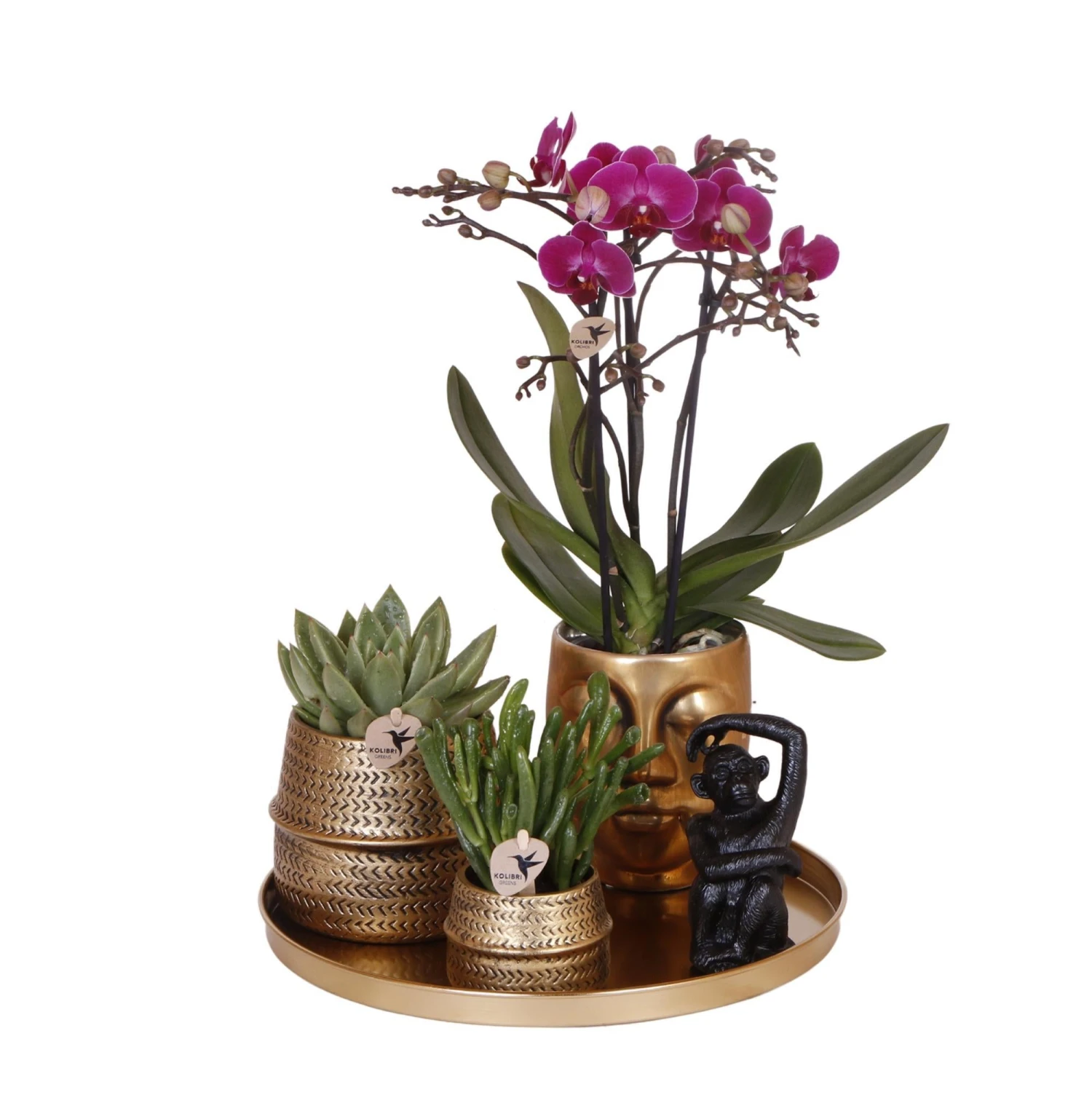 Chic Hotel Plant Set | Pairs Of Phalaenopsis Orchids And Succulents - Ceramic Pots Included 2 Chic Hotel Plant Set | Pairs Of Phalaenopsis Orchids And Succulents - Ceramic Pots Included - Image 2
