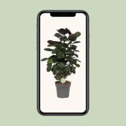 Polyscias Scutellaria Fabian (Araliapalm) ↑ 60 Cm -Plant Haven Home unnamed 0a1f5d1b a36b 45da 93e6 abd01312c5f9