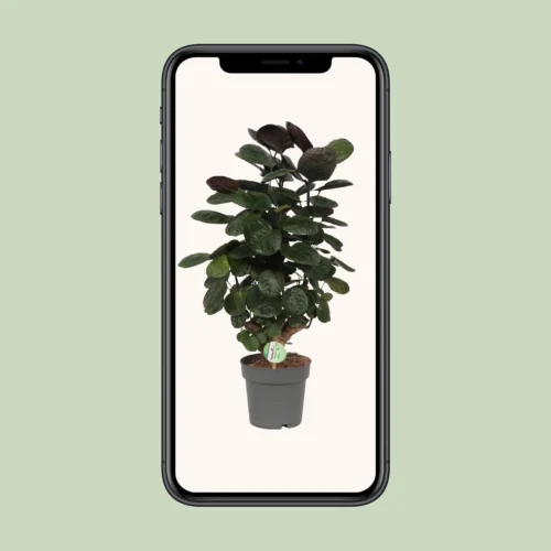 Polyscias Scutellaria Fabian (Araliapalm) ↑ 60 Cm -Plant Haven Home unnamed 0a1f5d1b a36b 45da 93e6 abd01312c5f9