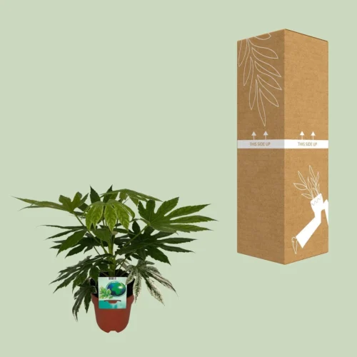 Fatsia Japonica Variegata (Variegated Japanese Aralia) ↑ 60 Cm 6 Fatsia Japonica Variegata (Variegated Japanese Aralia) ↑ 60 Cm -Plant Haven Home unnamed 0a53c4e3 75b5 43cf 9fcd 42c406524d03