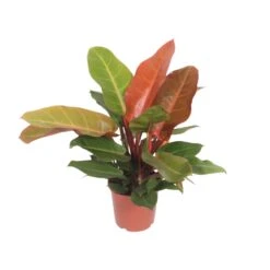 Philodendron Prince Of Orange (Heartleaf Philodendron) ↑ 45 Cm