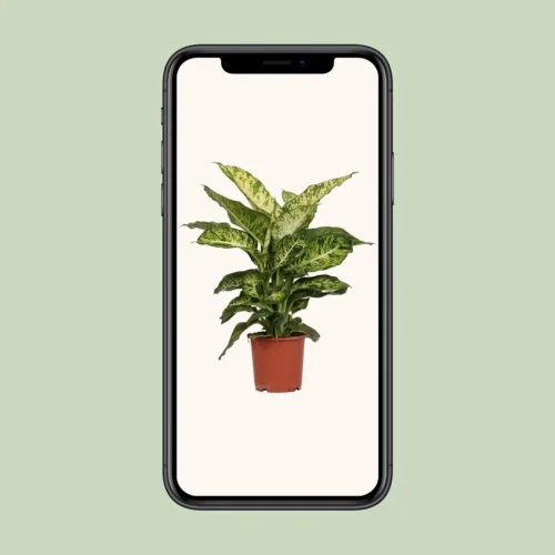 Dieffenbachia Mars (Dumb Cane) ↑ 50 Cm 7 Dieffenbachia Mars (Dumb Cane) ↑ 50 Cm -Plant Haven Home unnamed 10584491 368c 4884 8161 040ef242e950