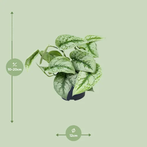 Plant Haven Home -Plant Haven Home unnamed 119d352b 6484 4644 a006 9d2033dfc608