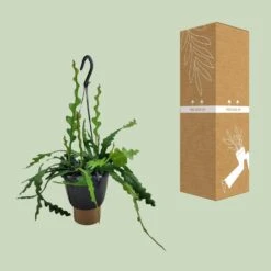 Epiphyllum Anguliger (Fishbone Cactus) ↑ 35 Cm -Plant Haven Home unnamed 17e3cbf5 8a42 4344 94de 1ea6b9799d70