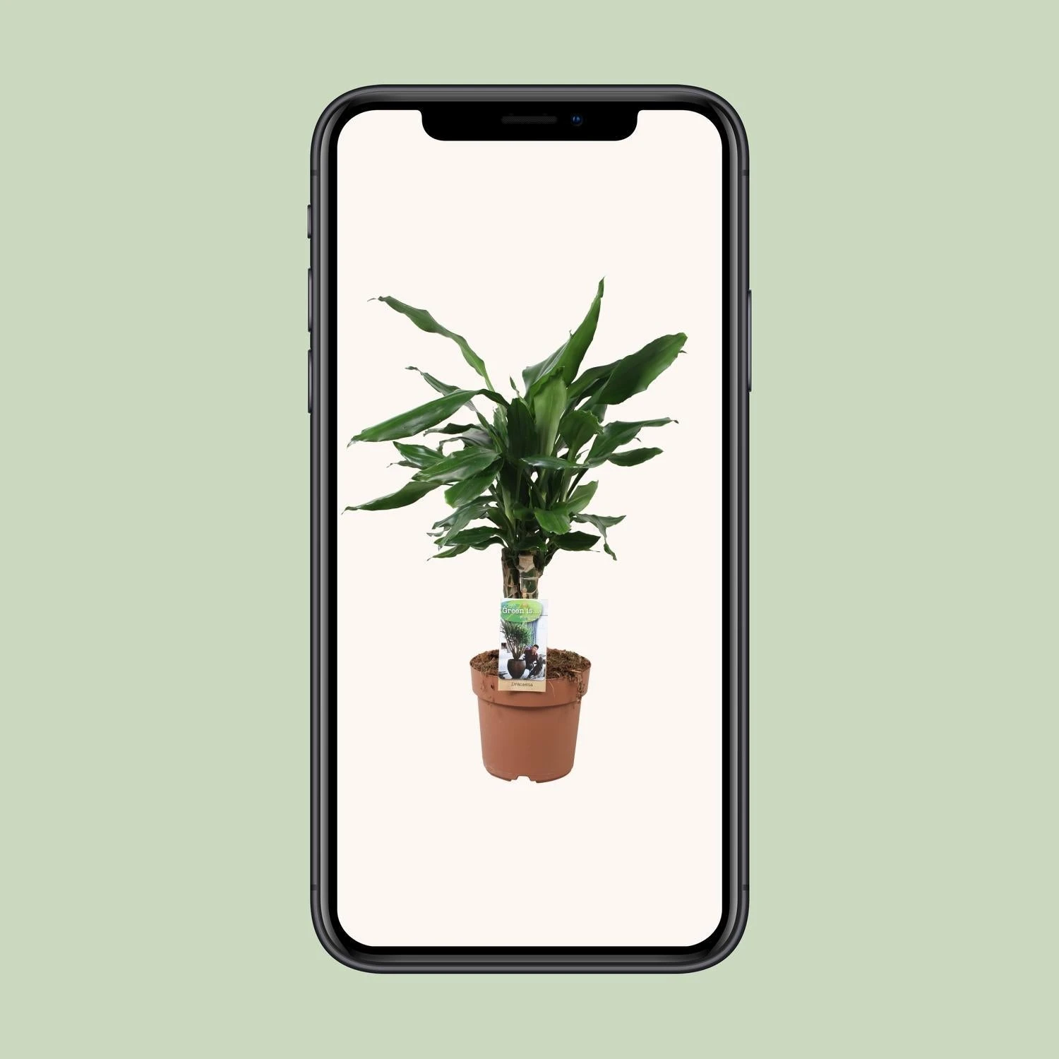 Dracaena Fragrans Steudneri Green (Dragon Tree) ↑55 Cm 4 Dracaena Fragrans Steudneri Green (Dragon Tree) ↑55 Cm - Image 4