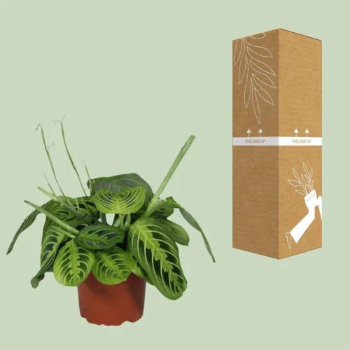 Maranta Leuconeura Fascinator Lemon Lime - Ø12cm - ↑ 30cm 6 Maranta Leuconeura Fascinator Lemon Lime - Ø12cm - ↑ 30cm -Plant Haven Home unnamed 18cd1001 5d89 4fcb 96b3 755508cf11d8