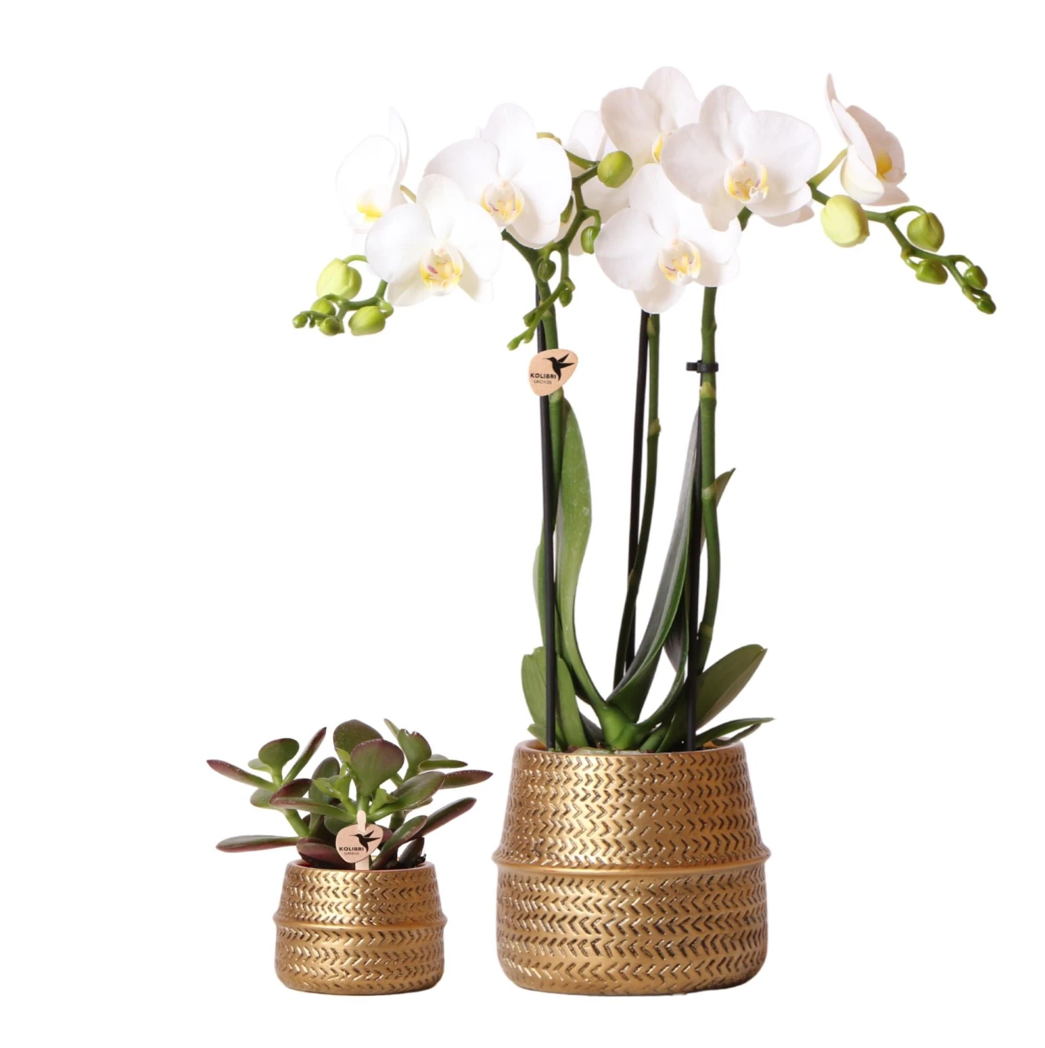 Groove Gold Plant Set | Set With White Phalaenopsis Orchid And Small & Large Succulent - Gold Ceramic Pots Included