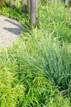 Fargesia Rufa (Bamboo) ↑ 60 Cm -Plant Haven Home unnamed 1cf739c6 2e45 4730 817f e989a6eb790f