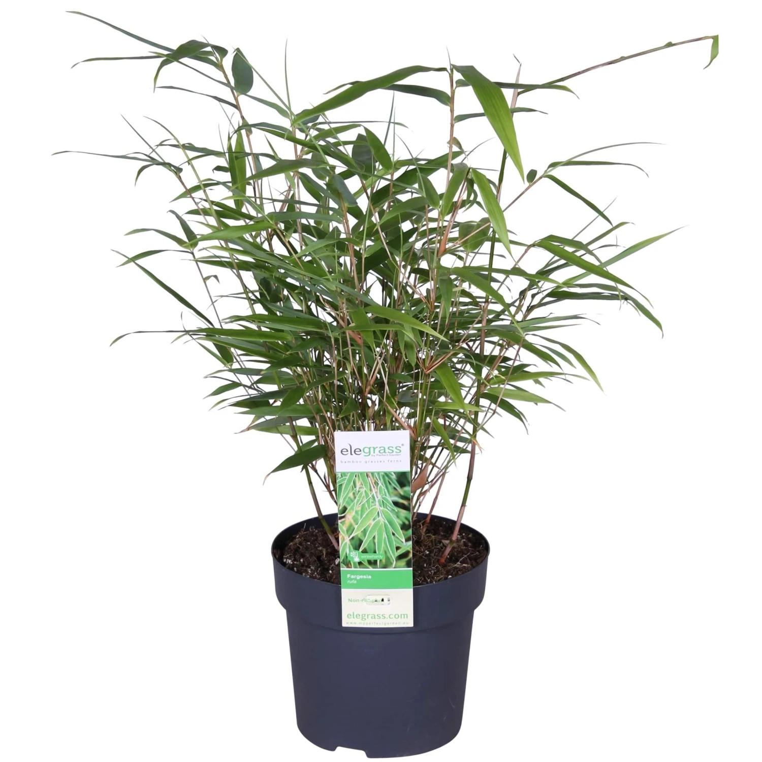 Fargesia Rufa (Bamboo Plant) ↑ 40cm 1 Fargesia Rufa (Bamboo Plant) ↑ 40cm