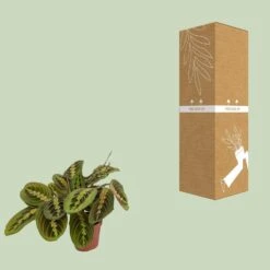 Maranta Fascinator (Prayer Plant) ↑ 20 Cm -Plant Haven Home unnamed 1f49328d 54ed 4cc9 b666 399e3ef962c5