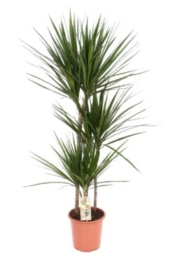 Dracaena Marginata (Dragon Tree) ↑ 120 Cm